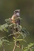 C. s. kiwuensis, Uganda
