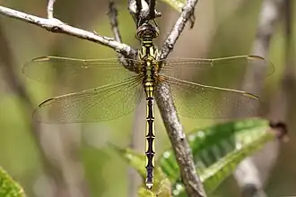 female