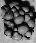 A piece of the posterior wall of the frontal sac. The grooves between the knobs trap a consistent film of air, making it an excellent sound mirror.[110]