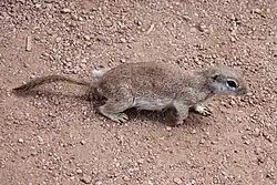 Brown squirrel