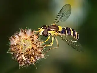female S.scripta
