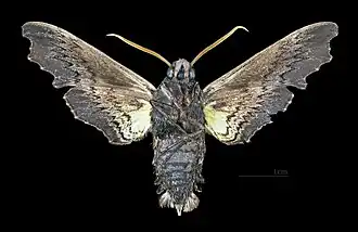 Male underside