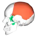 Position of sphenoparietal suture &nbsp;&nbsp;Parietal bone &nbsp;&nbsp;Sphenoid bone