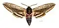 Male, dorsal side