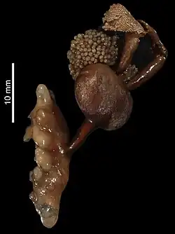 A specimen of Sphyrion laevigatum on a black background. It is brownish in colour and its body can be split into a holdfast organ, a thin neck, a rounded body, and a pair of posterior processes. It is holding a mass of eggs