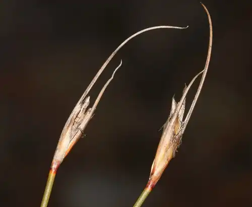 Flowering heads