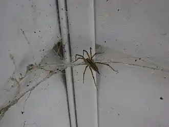 Agelenopsis in its web