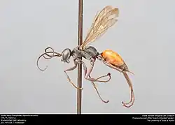A. arcuata (female)