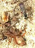 Unidentified spider wasp with its prey near Heemstede, Netherlands