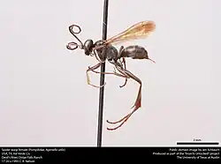 A. utilis (female)