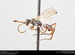 A. euphorbiae (male)