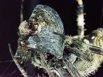 With an enrobed insect