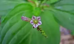 Inflorescence