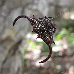 female - ventral