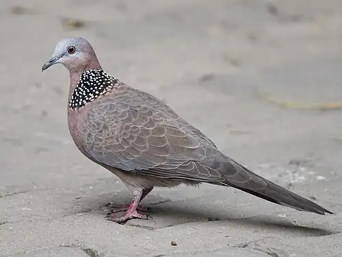 A spotted dove (Spilopelia chinensis) in Zhengzhou, China.