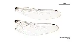 Male wings