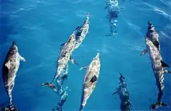 Image 47Spinner dolphins (from Micronesia)