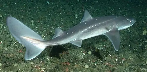 Squalus suckleyi