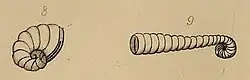 Illustration of "Spirolina depressa" and "Spirolina cylindracea"