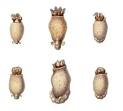 Immature specimens at various stages of development