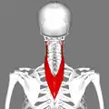 Posterior view.