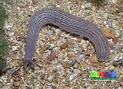 Unidentified Synaptula