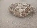Beach snowball showing signs of denivation