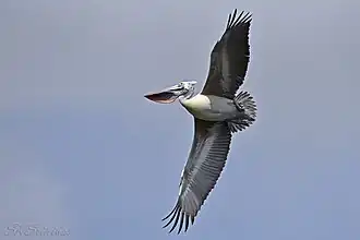 Spot-billed pelican in flight