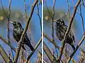 Mating display of raising feathers