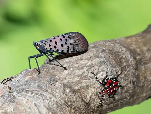 Two spotted lantern-flies on a tree branch