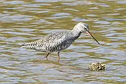 Spotted redshank, Parc natural de s’Albufera de Mallorca, Mallorca