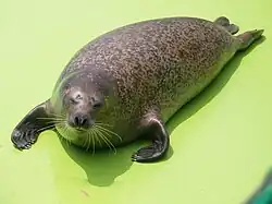 Spotted seal