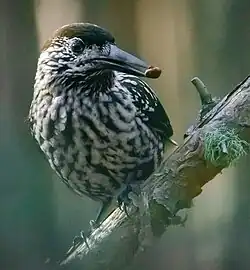 Northern nutcracker with nut of Pinus sibirica