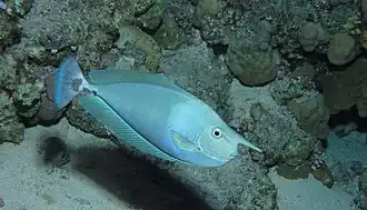 In the Red Sea