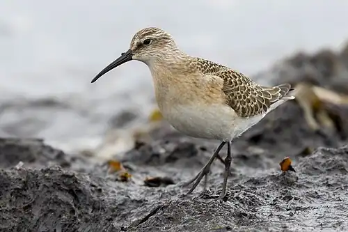 Juvenile plumage on autumn migration, Sweden