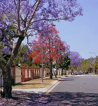 Spring flowering trees in Wendouree Crescent, 2014