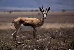 Springbok