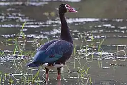 Spur-winged goose (Plectropterus gambensis)