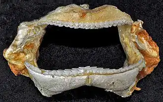 Jaws