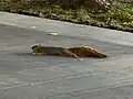 A squirrel splooting on the pavement