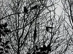 Wildlife in Abney Park Cemetery