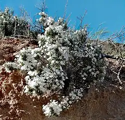 Convolvulus