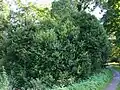 "foliage"