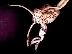 Stanhopea haseloffiana