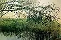 Staw w Radziejowicach (Pond in Radziejowice, 1907)