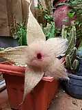 Flower and Plant