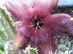 a flower
