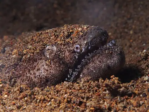 Image 15 Brachysomophis cirrocheilos Photograph credit: Rickard Zerpe Brachysomophis cirrocheilos, the stargazer snake eel, is a marine fish belonging to the family Ophichthidae. It is native to shallow tropical and subtropical waters in the western Indo-Pacific region. It hunts at night for crustaceans and small fish, after which it submerges itself into the sediment tail first and remains there all day, with just its eyes and the top of its head projecting, as seen here in Batangas Bay in the Philippines. More selected pictures