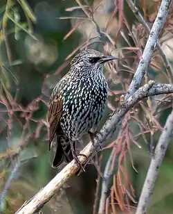European starling, Florence