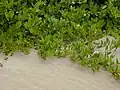 In sand dunes
